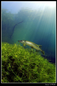 Great dive in our pond a couple of days ago :-D by Daniel Strub 